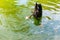 Sunken black swan on a lake, autumn landscape