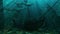 The Sunken Galleon Ship of the Deep Sea - Loop Underwater Landscape Background