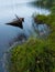 Sunken rowboat abandoned in small forest lake