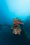 Sunken ship underwater diving Sudan Red Sea