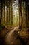 Sunken Trail Through Mossy Forest