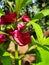 Sunkissed closeup of pink impatiens balsamina flowers along with buds