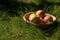 Sunkissed Grass Cradles Organic Apples In Summers Bounty