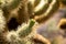 Sunkissed Jumping Cholla Fruit