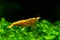 Sunkist orange yellow dwarf shrimp on green grass or aquatic moss