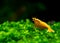 Sunkist orange yellow dwarf shrimp on green grass or aquatic moss in fresh water aquarium tank