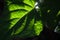 SUNLIGHT ACCENTUATING VEINING ON CAPE GOOSEBERRY LEAF IN A GARDEN