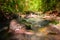 Sunlight affects the green leaves resulting in a beautiful reflection of the water