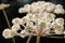 Sunlight on Angelica sylvestris flower