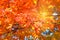 Sunlight in autumn. Orange and red autumn oak leaves. Park in city. Warm weather
