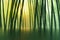 Sunlight in Bamboo Forest Submerged in a Lake. Abstract Summer Background