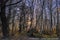 Sunlight through bare tall silver birch trees