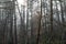 Sunlight through bare trees in a forest, light fog