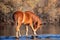 Sunlight on bay stallion wild horse in the Salt River near Mesa Arizona USA