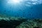 Sunlight beam underwater scene blue background