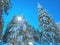 Sunlight beaming through snow covered branches of coniferous pine and fir evergreen tress at Zlatibor mountain in winter