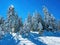 Sunlight beaming through snow covered branches of coniferous pine and fir evergreen tress at Zlatibor mountain in winter