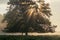 Sunlight beaming through trees on a foggy morning in a London Park