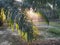 Sunlight beams hitting the branches of the palm leafs.