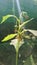 sunlight beams onto wild plants that are being swarmed by ants