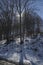 Sunlight beech or fagus forest on winter time in Vitosha mountain