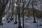 Sunlight beech or fagus forest on winter time in Vitosha mountain