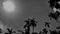 Sunlight betel nut trees, coconut from a low perspective, with black and white sky, tall tree