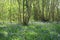 Sunlight On Bluebells - British Woodland In Spring