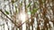 Sunlight bokeh background with green leaves of bamboo stem.