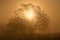 Sunlight through the branches of a lone tree