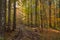 Sunlight breaks through the old branches of autumn forest.