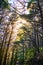 Sunlight breaks through tall pine trees over a trail in a forest on the slopes of the mountain.