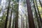 Sunlight in California, Old-Growth Redwood Forest