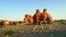 In the sunlight, a camel walks towards grass in the desert. Slow-motion