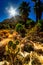 Sunlight on Desert Oasis - Joshua Tree National Park - CA