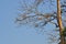 Sunlight drops on bare tree with blue sky