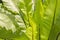 Sunlight drops on bird nest fern leaves