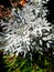 Sunlight on dusty miller