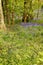 Sunlight  on Enlgish native Bluebells