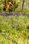 Sunlight  on Enlgish native Bluebells