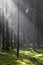 Sunlight entering misty coniferous forest