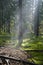 Sunlight entering misty coniferous forest