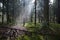 Sunlight entering misty coniferous forest