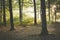 Sunlight falling through calm autumn forest at Amerongen