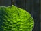 Sunlight filtered through a huge green Hosta leaf prominent veins