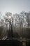 Sunlight filtering through bare winter trees and mist: beams of light in woodland with garden fence in foreground