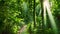 the sunlight filtering through the dense foliage of trees in a forest, A lush tropical rainforest during the day with sunbeams