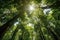 Sunlight Filtering Through Lush Green Forest Canopy, AI Generated