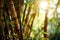 Sunlight filtering through a serene bamboo forest