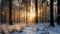Sunlight Filtering Through Snow-Covered Trees in a Forest